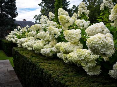 Метельчатые гортензии