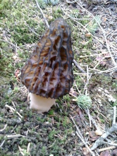 Продам сморчок коника горный свежий урожай 2020