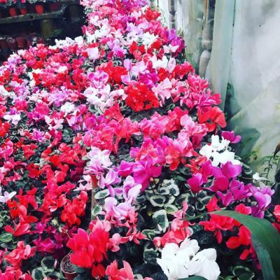 Продажа комнатных цветов к 8 марта