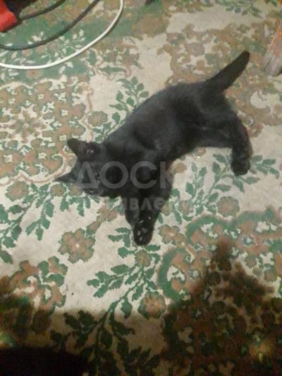 Отдам котят в добрые и ласковые руки