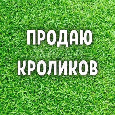 Продаю кроликов лучшей породы. Разного возраста