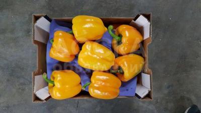 Предлагаем оптовые поставки перцев