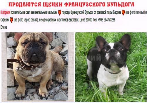 Щенки французского бульдога