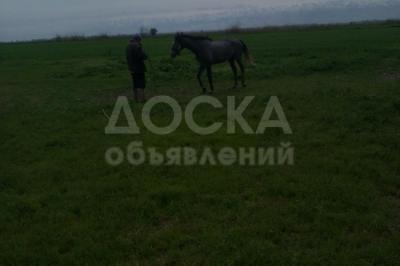 Продаю участок сельхоз назначения, 8 га с.Милянфан.