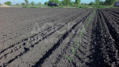 Продаю участок сельхоз назначения, 8 га Сокулук.