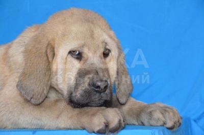 Испанский мастиф