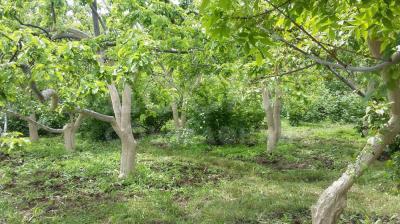 Продаю участок сельхоз назначения, 5 соток Бостери.