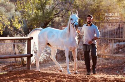 Emmy Cass - чистокровная арабская кобыла