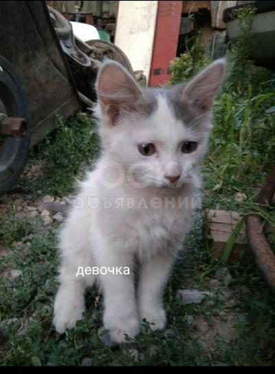 Отдам в добрые руки котят девочек