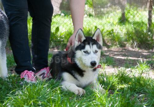 Продаются элитные подрощенные щенки Сибирской Хаски от Мульти Чемпиона