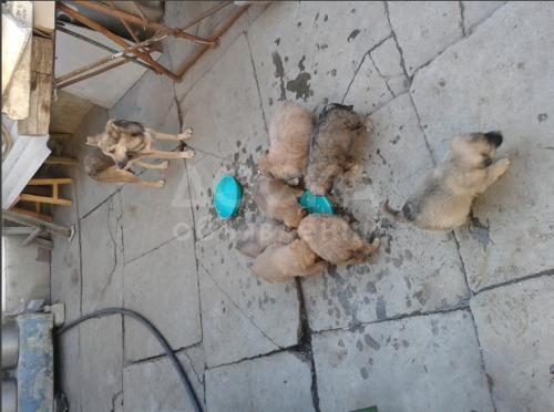 отдам 7 щенков в добрые руки