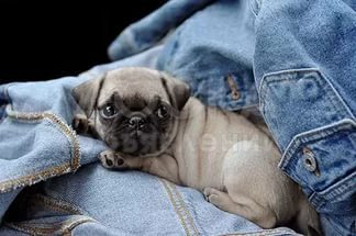 Щенок мопса