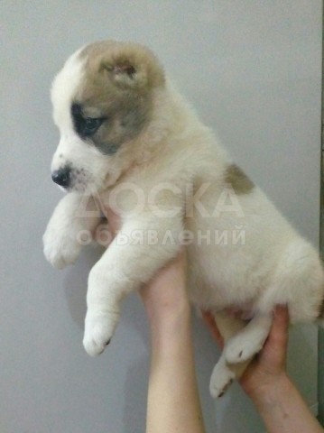 Продаю щенков алабая(САО)