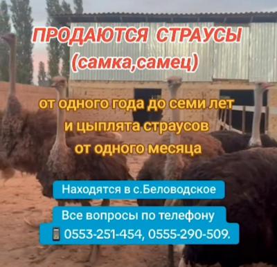 ПРОДАЮТСЯ СТРАУСЫ (самка,самец) 
от одного года до семи лет и цыплята страусов от одного месяца

Взрослые самки от 5 лет 1500$
Двухлетние 1200$
Птенцы месячные 200$
Уступка будет 

Находятся в с.Беловодское

Все вопросы по телефону 
0553-251-454, 0555-290