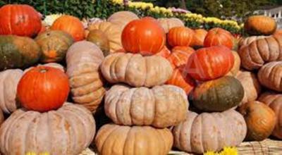 Продаю тыкву дешево ! (одна тонна) Разных размеров