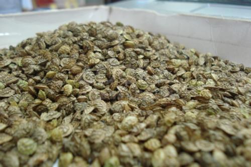 Продаю эспарцет