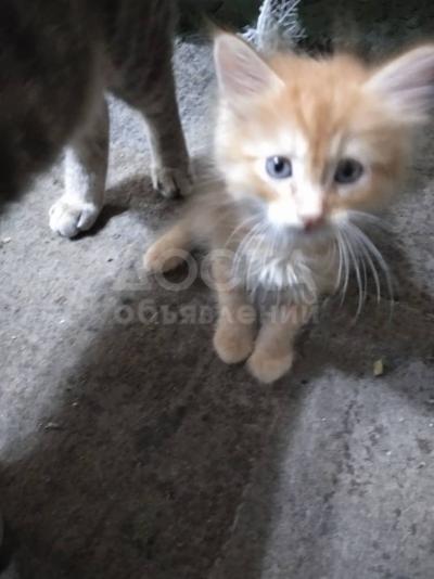 Отдам в добрые руки домашни́х котят.