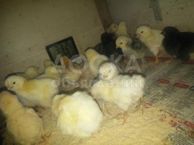 Продаю цеплят обычные 25 сом брамы 100 сом суточные. Также есть подрошеные