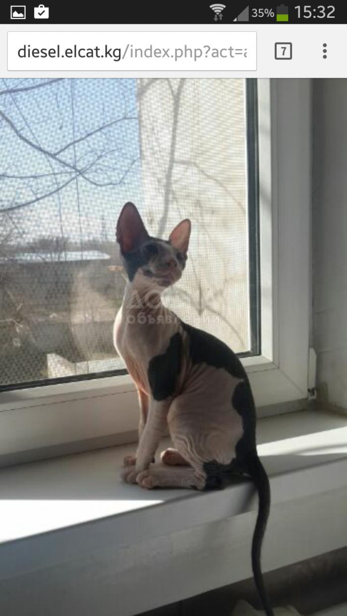 Продаются Очаровательные Котята Данского Сфинкса