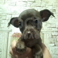 продаю щенка той терьера