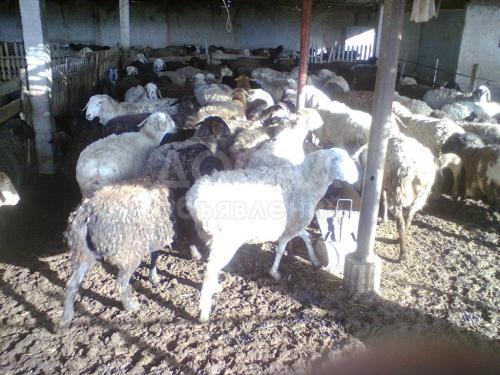 Продаю 300 баранов