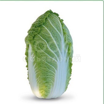 Семена пекинской капусты KS 340 F1 (Китано)