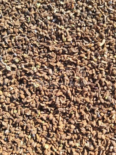 Семена фацелии