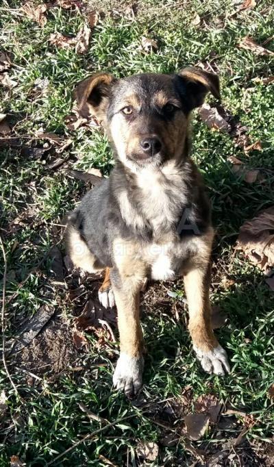 Отдам щенка в добрые руки