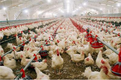 Птицефабрика