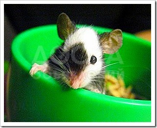 куплю декоративных мышек