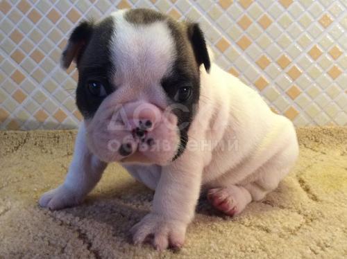 Французский бульдог
Французский бульдог