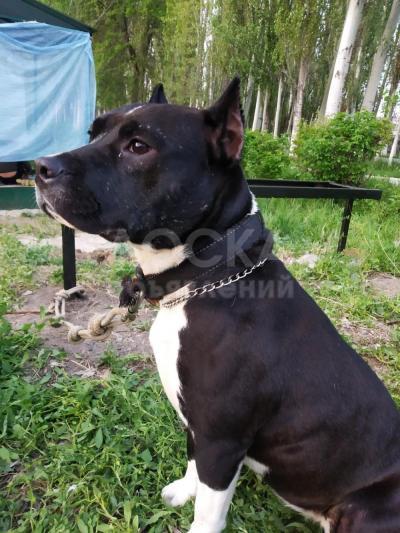 Продаю Питбуля Девочку 1.8мес без документов прошу 15тс сом торг уместен г Кант звоните и пишите вотцап +996700705265