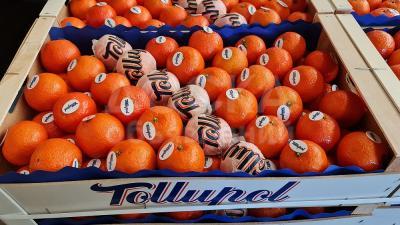 Предлагаем оптовые поставки мандаринов