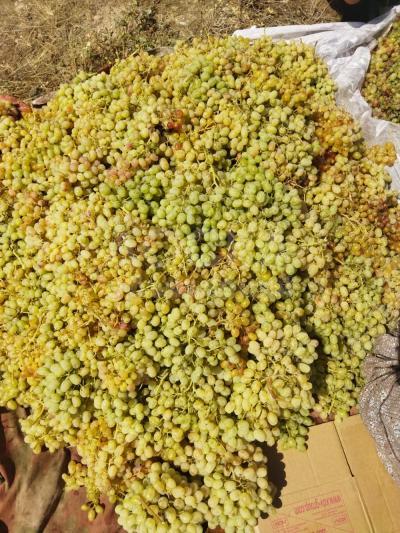 Жаштык Жаштык.