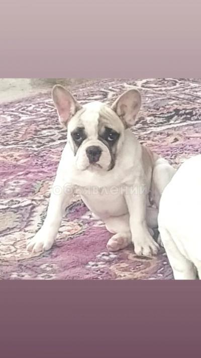 Продаются щенки французского бульдога
