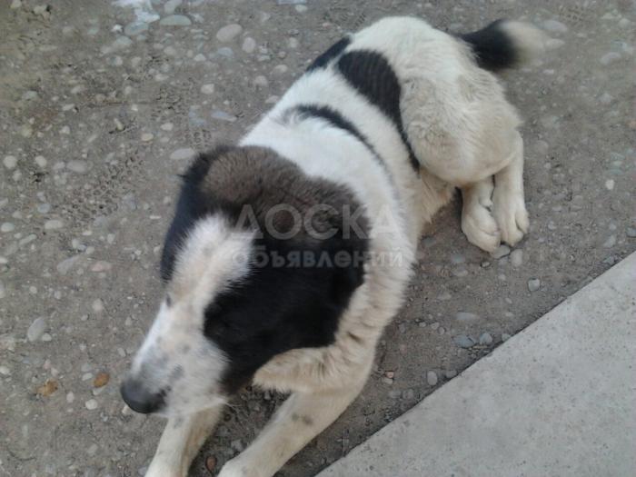 Азиат Алабай, 2 года, кабель, привит. 100 $