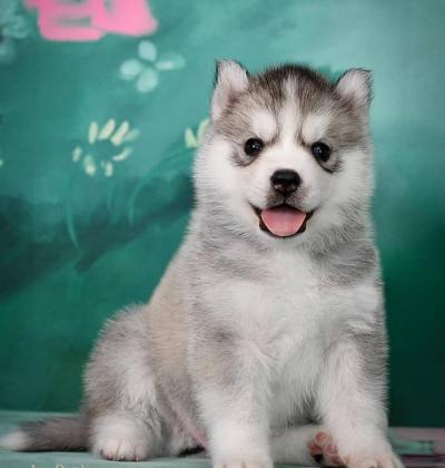 Продаются щенки Сибирских Хаски