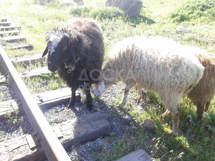 Продаю кочкора, овцу и ярочку.