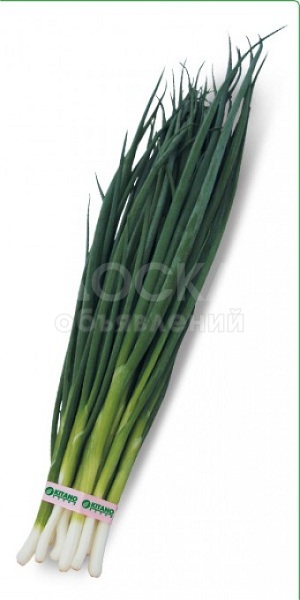 Предлагаем купить семена лука на перо Vulcan F1 / Вулкан F1 фирмы КИТАНО