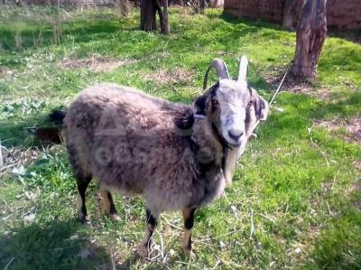 Продаю козу дойную с козленком.