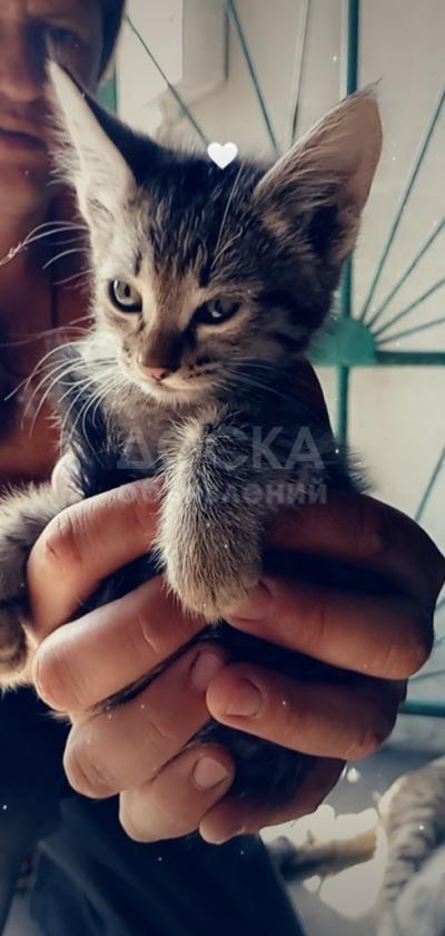 Отдам котят в добрые руки.