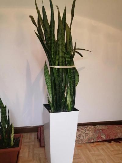 Продаётся растение