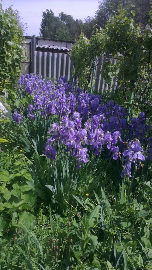 Продаю кусты ирисов