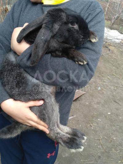 Продам крола (самец) ,1год 6 кг, венский голубой