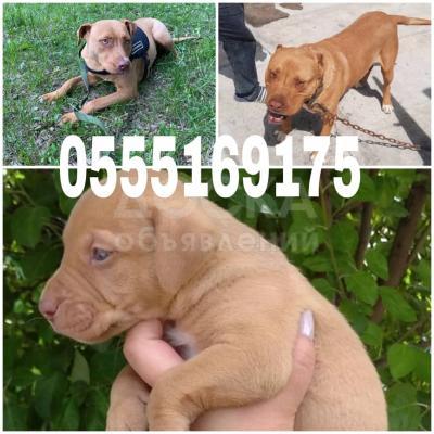 Щенки питбультерьера
