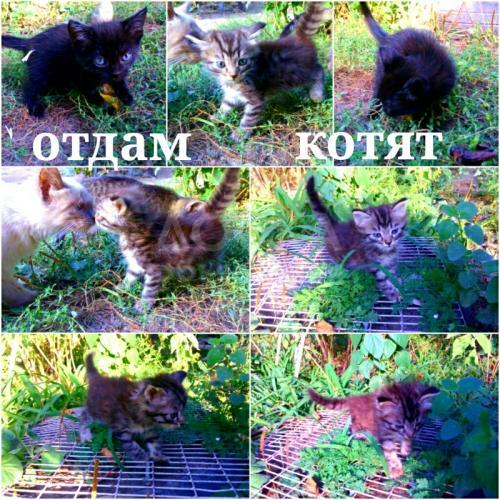 Отдам Котят -" Крысоловы" т.0702 195814
