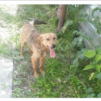 Собака-кобель в добрые руки