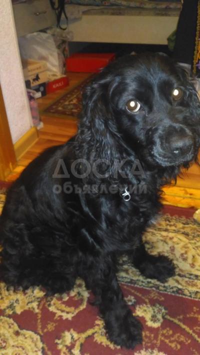 Продаю собаку