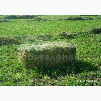 Продаю тюки - клевера .