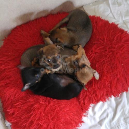 Продаю щенков той—терьера.